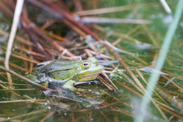 Grüner Frosch im Wasser