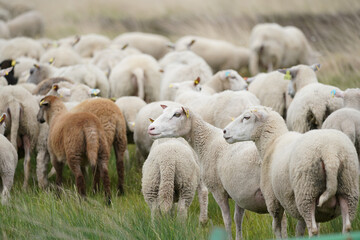 Scharfe auf derWeide