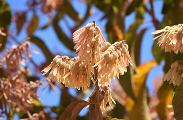 flor no Cerrado