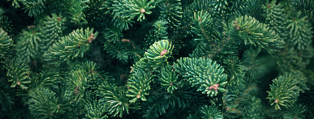 Christmas Douglas Fir Tree Branch Textured Background, Pine Tree Branches Close Up, Green Spruce Texture Horizontal Background - obrazy, fototapety, plakaty