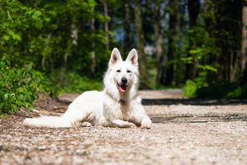 White Swiss Shepherd Dog outdoor portrait in nature.