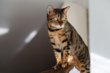 beautiful bengal cat alone at home with copy space