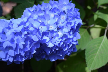 Beautiful blue hydrangea flowers outdoors 