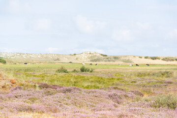 Obraz premium landscape with sky