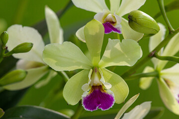 Fototapeta na wymiar Orquídea