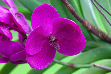 Orquídea