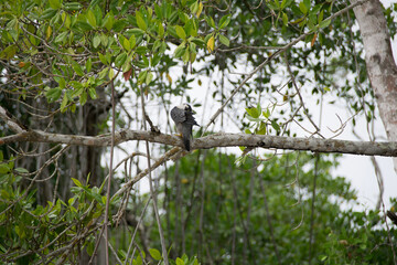 bird on a branch