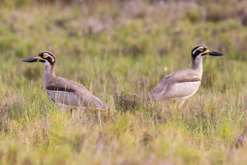 Pair of endangered beach stone-curlews (Esacus magnirostris)