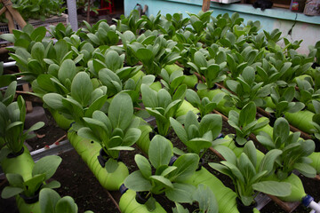 traditional agriculture using recycle goods