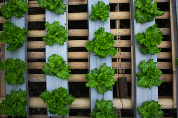 traditional agriculture using recycle goods