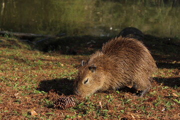 baby capybara