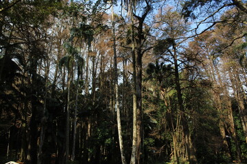 tree landscape to frame