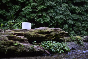 Obraz premium Crystal singing bowl on log at Fern Canyon.