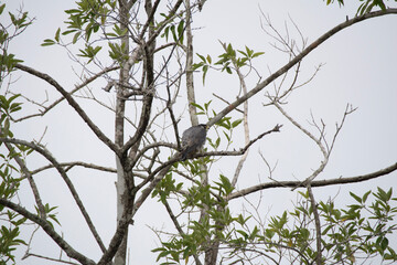 bird on a tree