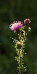 The spiny plumeless thistle (lat. Carduus acanthoides), of the family Asteraceae (the daisy family).