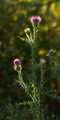 The spiny plumeless thistle (lat. Carduus acanthoides), of the family Asteraceae (the daisy family).