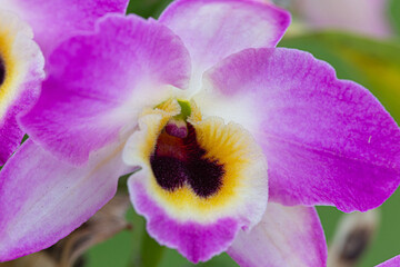 Orquídea