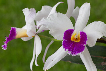 Orquídea