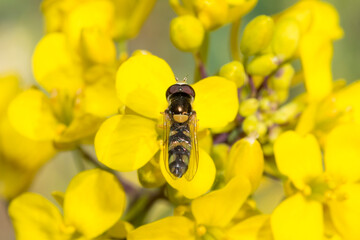 bee on yellow flower