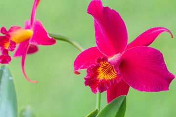 Orqu&iacute;dea