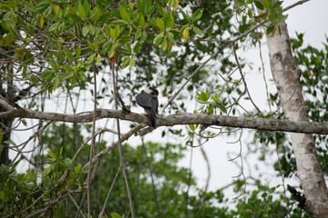 bird on a tree