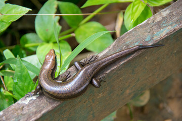 lizard on a tree