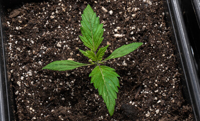 Newly born marijuana plant, in its first stages of life, first leaves. Future medicine.