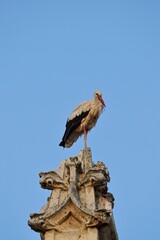 Stork in the nest