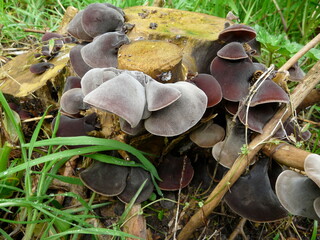 mushrooms on a tree stump