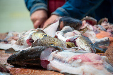 Fresh white fish, codfish filleted and cleaned on a table in a restaurant. The chef prepares the...