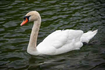 Obraz premium A close-up of a beautiful, elegant, white cygnet swan swimming in deep blue water. The swan's neck is straight and it is looking forward. It has a large orange beak with black close to the eyes.
