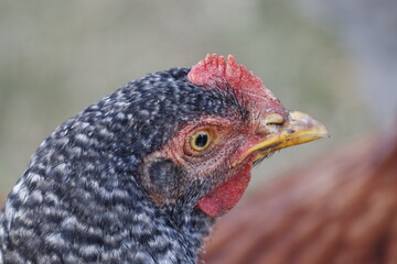 portrait of a chicken