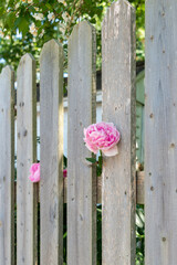 Two pink peony flowers poking out between grey wooden and worn boards of a tall garden fence. The pale pink flowers are in full bloom. There are lush green trees in the backyard under a blue sky.