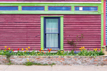 Fototapeta na wymiar A colorful red exterior wall with lime green, blue and purple trim. In front of the house is a brick flower bed filled with colorful tulip flowers. There's a single double hung window with green trim.