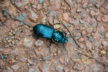 beetle on the leaf