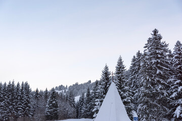 snow covered trees