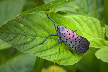 A beautiful insect that lives on wild plants