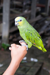 parrot in hand