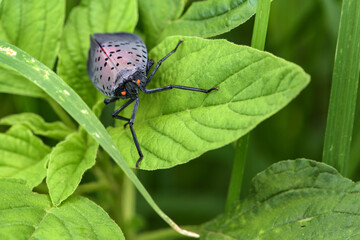A beautiful insect that lives on wild plants