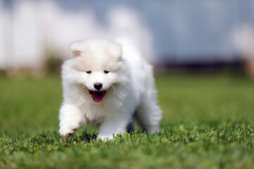 un chiot de race samoyède