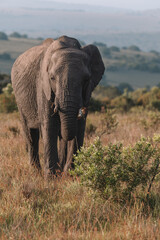 Obraz premium Elephant in a field in South Africa.