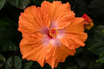 orange flower in the ground green leaves background wallpaper