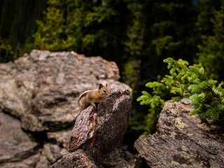 Chipmunk on stone on a sunny day with green background.