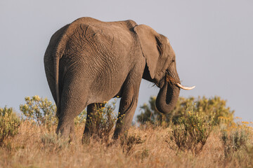Elephant in a field in South Africa.