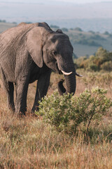 Obraz premium Elephant in a field in South Africa.