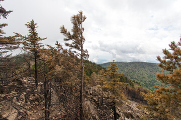 pine tree in the mountains