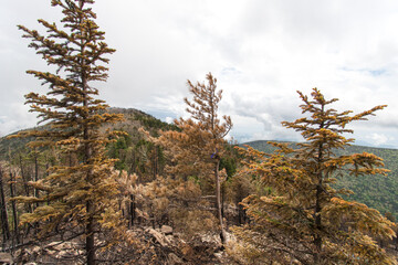 Obraz premium pine tree in the desert