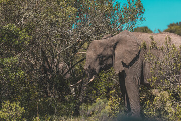 Fototapeta premium Elephant in a field in South Africa.