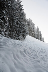 Fototapeta premium snow covered trees