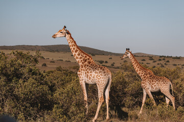 Wild Giraffes in South Africa.